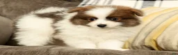 Pomeranian dogs for sale: Max - Ad 3