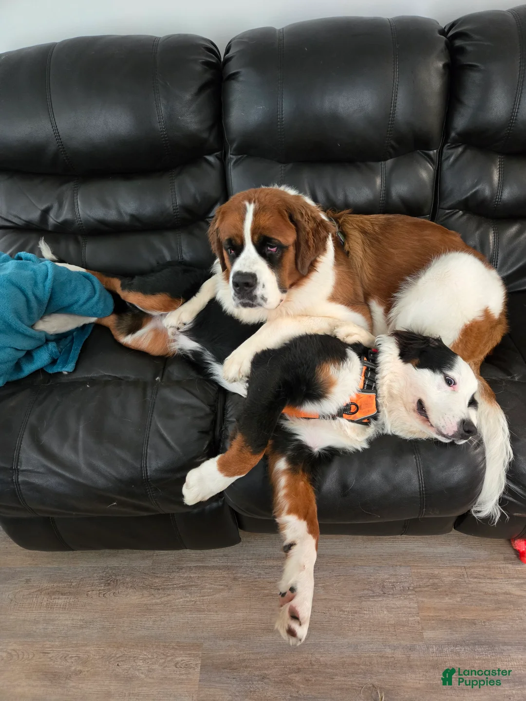 Mixed Breed dogs for sale: Zues - Ad 33