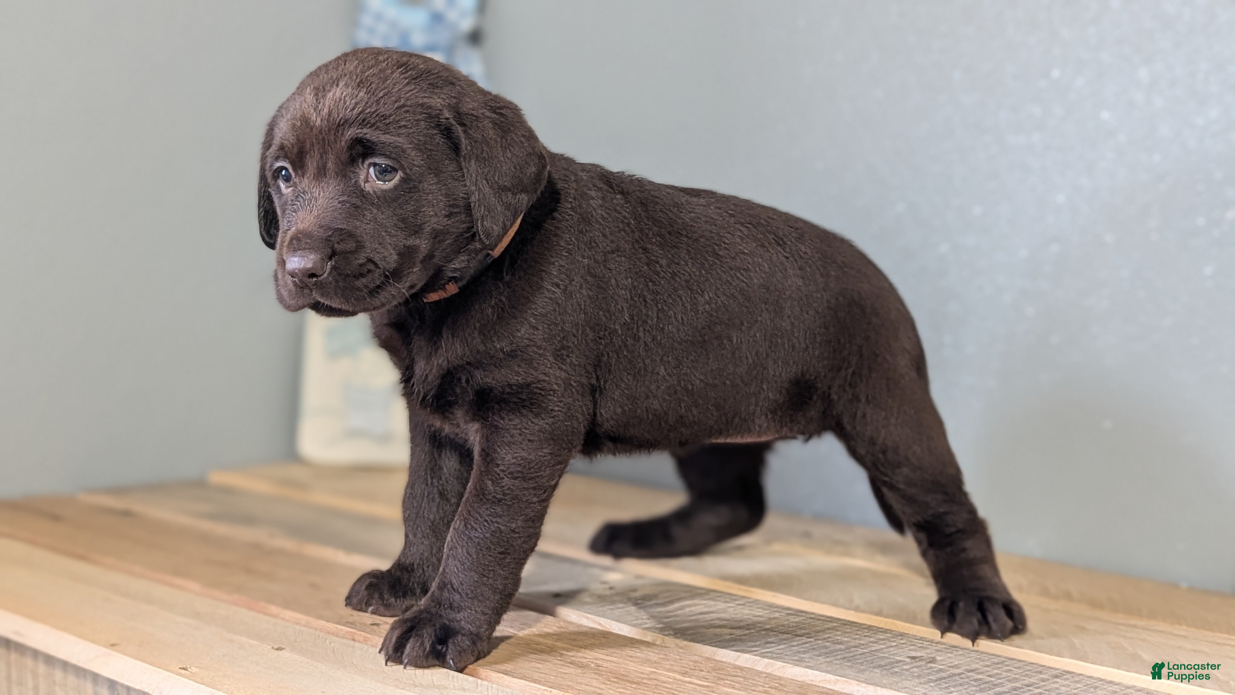 Labrador Retriever dogs Ivy - Ad 2