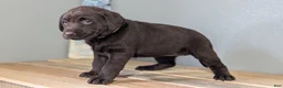 Labrador Retriever dogs for sale: Ivy - Ad 2