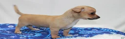 Chihuahua dogs for sale: Chihuahua 1 - Ad 4