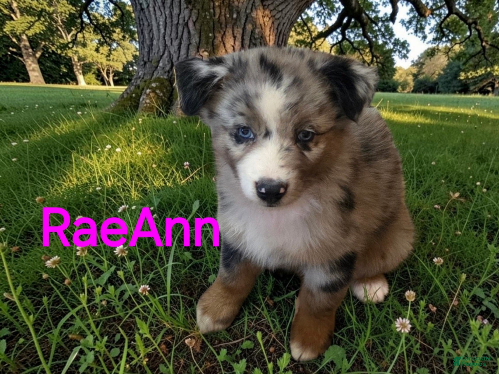 Australian Shepherd dogs RaeAnn - Ad 28