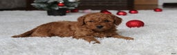 Cavapoochon dogs for sale: Millie - Ad 10