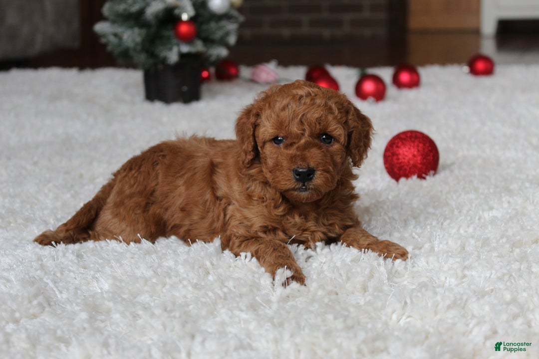 Cavapoochon dogs for sale: Millie - Ad 10