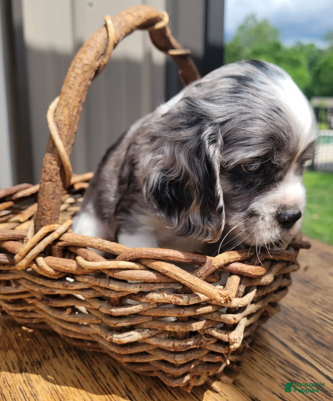 Mixed Breed dogs for sale: Silver - Ad 1