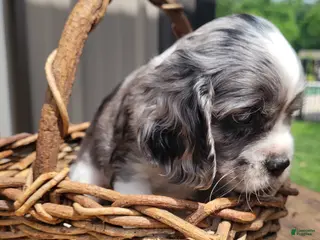 Mixed Breed dogs for sale: Silver - Ad 4