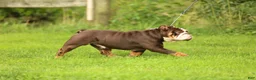English Bulldog dogs for stud: Broly - Ad 2