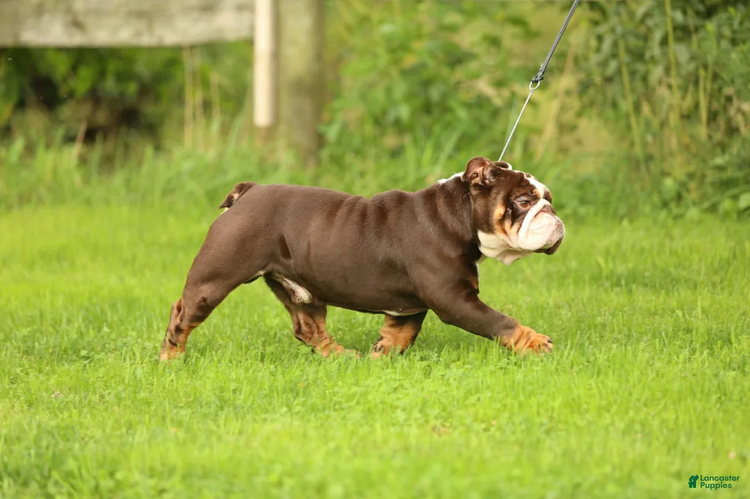 English Bulldog dogs for stud: Broly - Ad 2