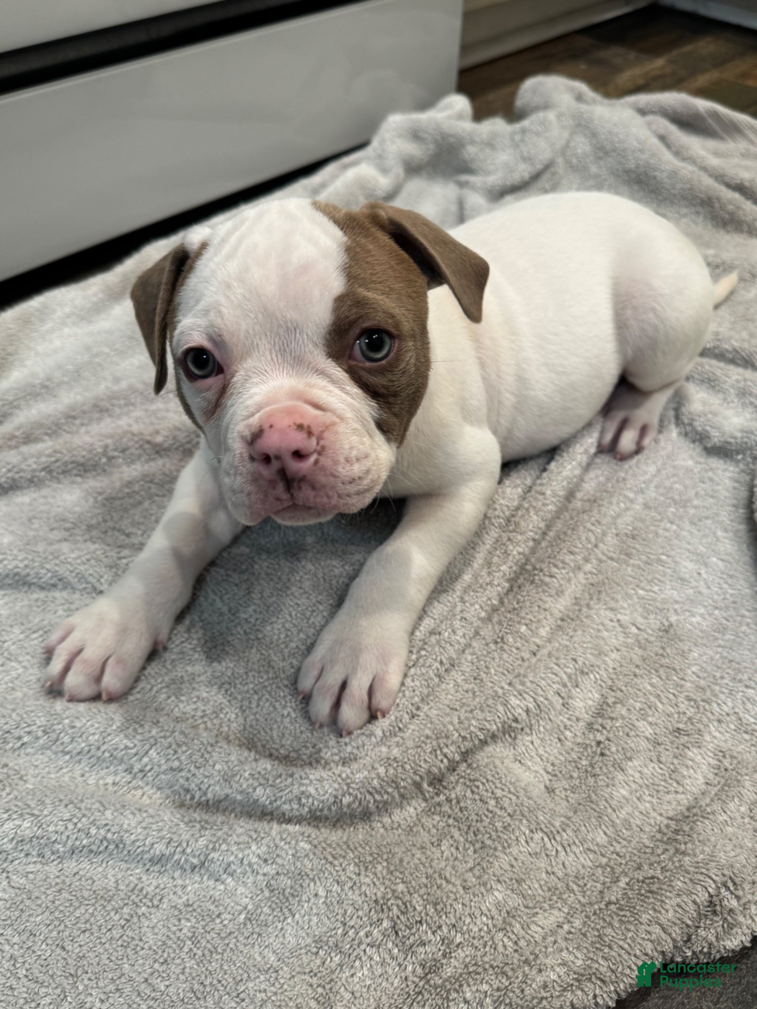 American Bulldog dogs American Bulldog Puppy 3 - Ad 2