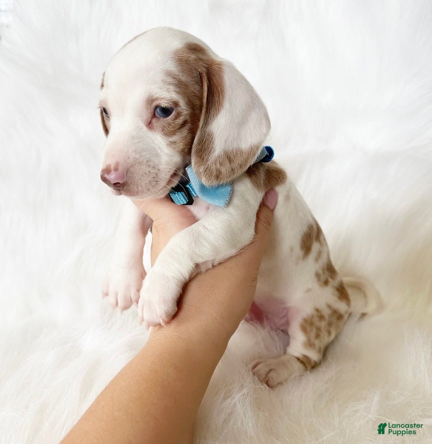 Golden Miniature Dachshund Puppies for sale Lancaster Puppies