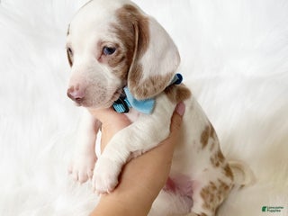 Miniature Dachshund dogs - Ad 14