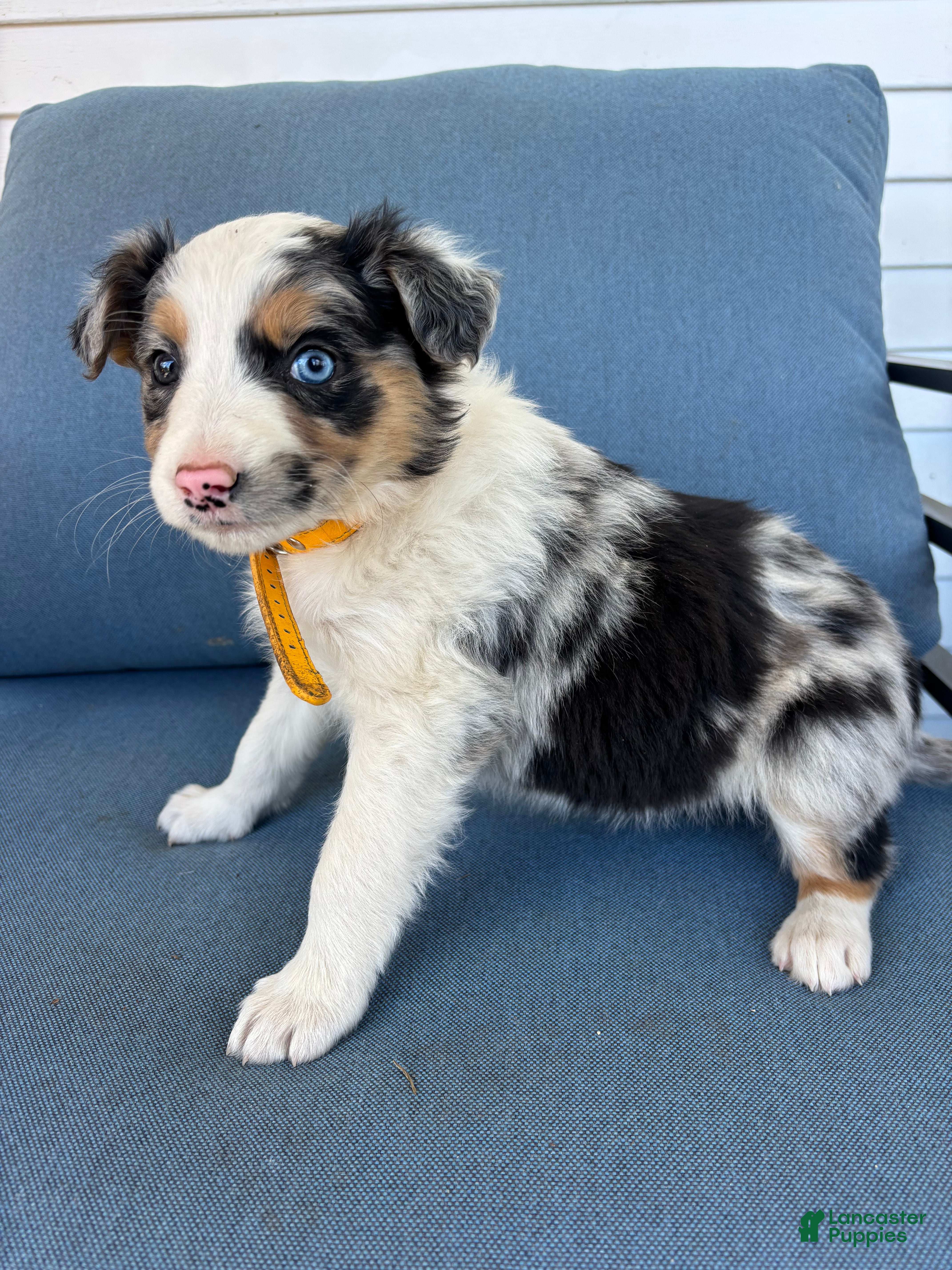 Mixed Breed dogs Stella - Ad 2