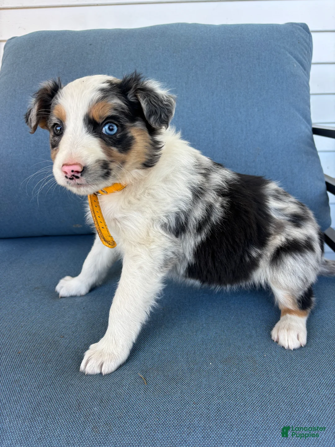 Mixed Breed dogs for sale: Stella - Ad 2