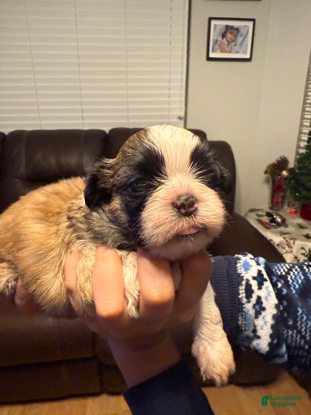 Shih Tzu dogs for sale: Shih Tzu Puppy 2 - Ad 9