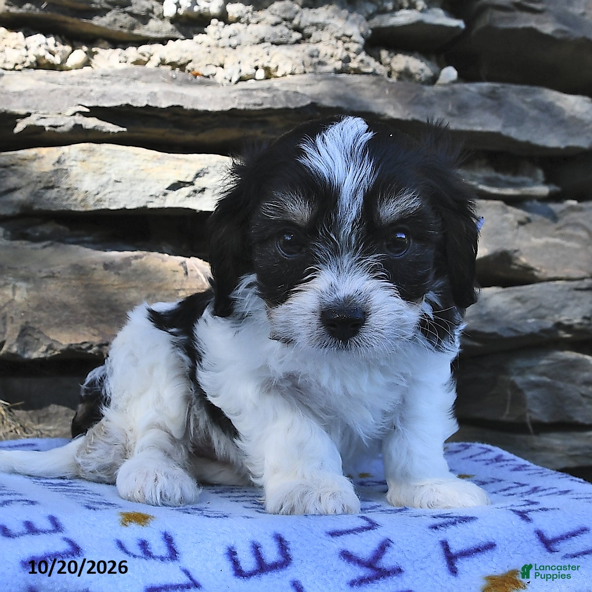 Cavachon dogs for sale: Dolly - Ad 1
