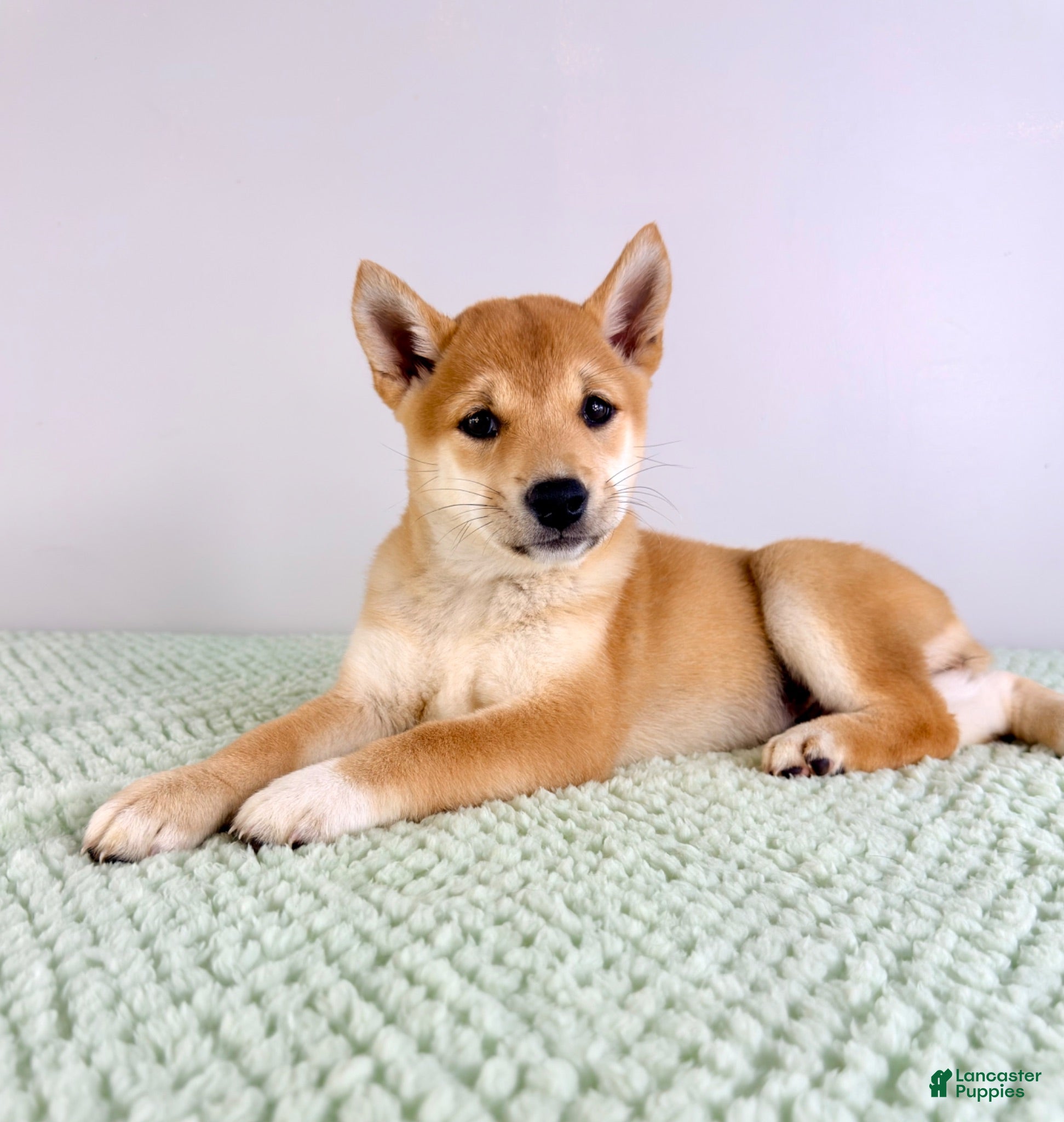 Shiba Inu dogs AKC Ping - Ad 38