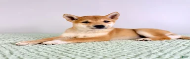 AKC Ping