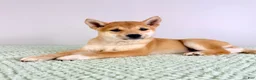 Shiba Inu dogs for sale: AKC Ping - Ad 1