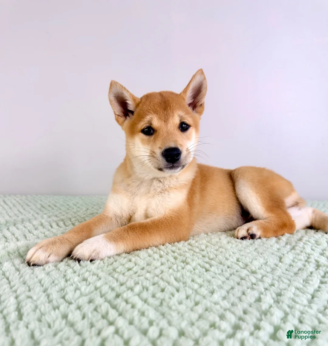 Shiba Inu dogs for sale: AKC Ping - Ad 1