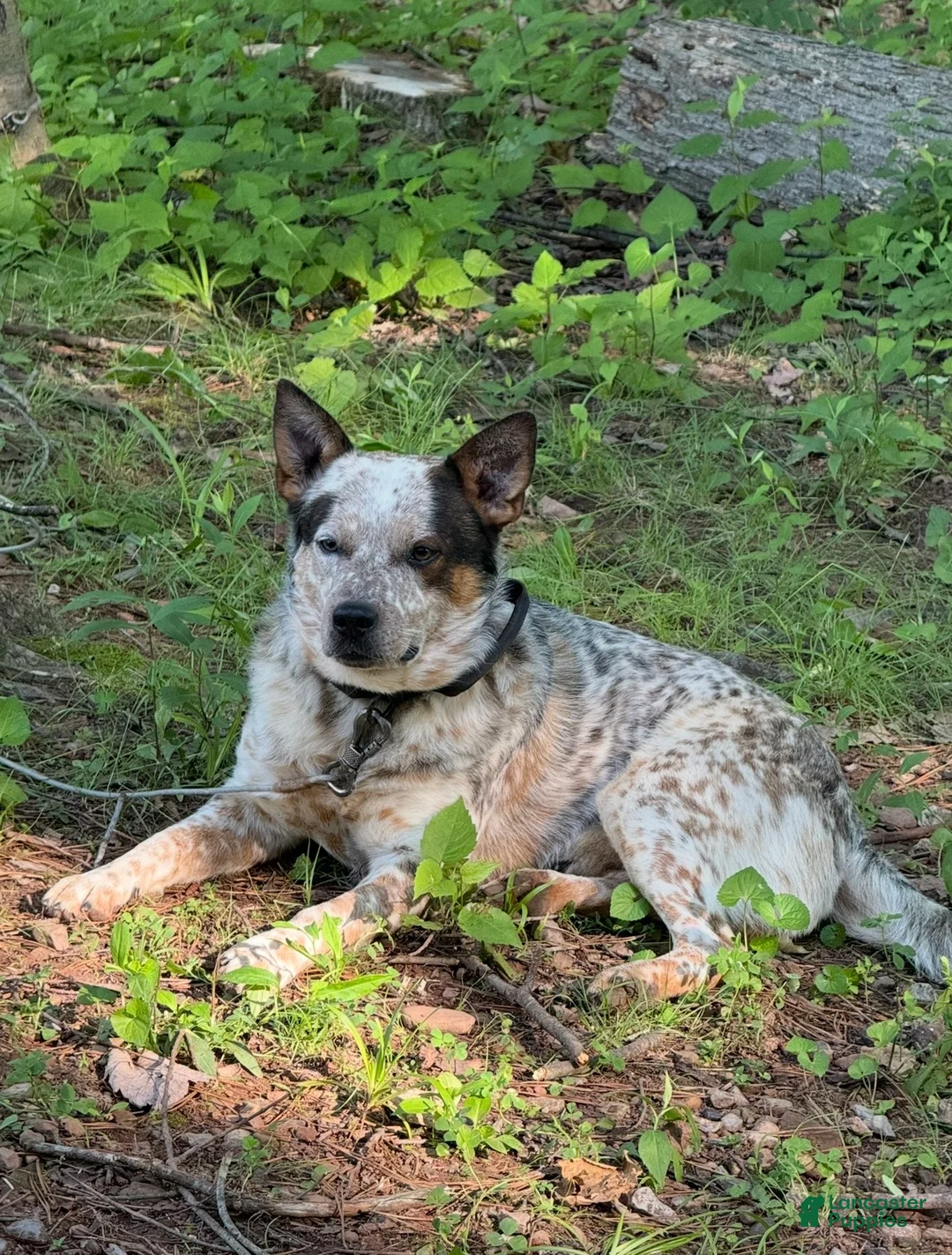 Australian Cattle Dog dogs for stud: Duff & Archer - Ad 4