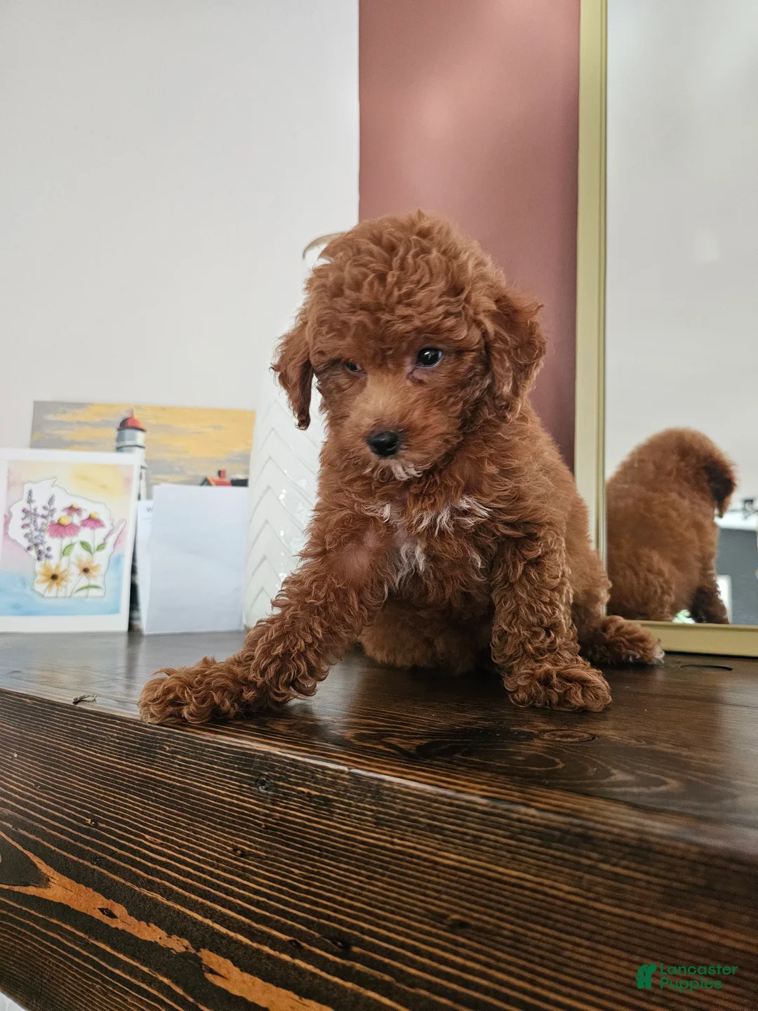 Mini Goldendoodle dogs for sale: Pink Lady - Ad 2