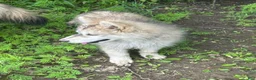 Alaskan Husky dogs for sale: Alaskan Husky 1 - Ad 2