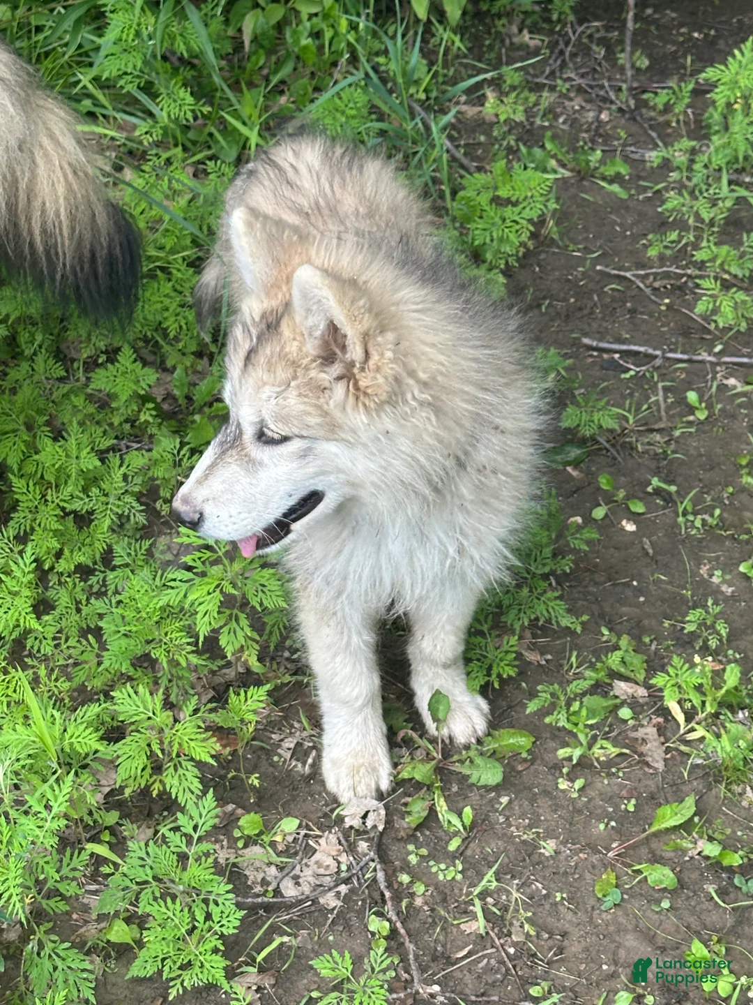 Alaskan Husky dogs for sale: Alaskan Husky 1 - Ad 2