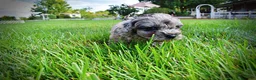 Havapoo dogs for sale: Huggles - Ad 15