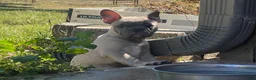 French Bulldog dogs for sale: Hank - Ad 13