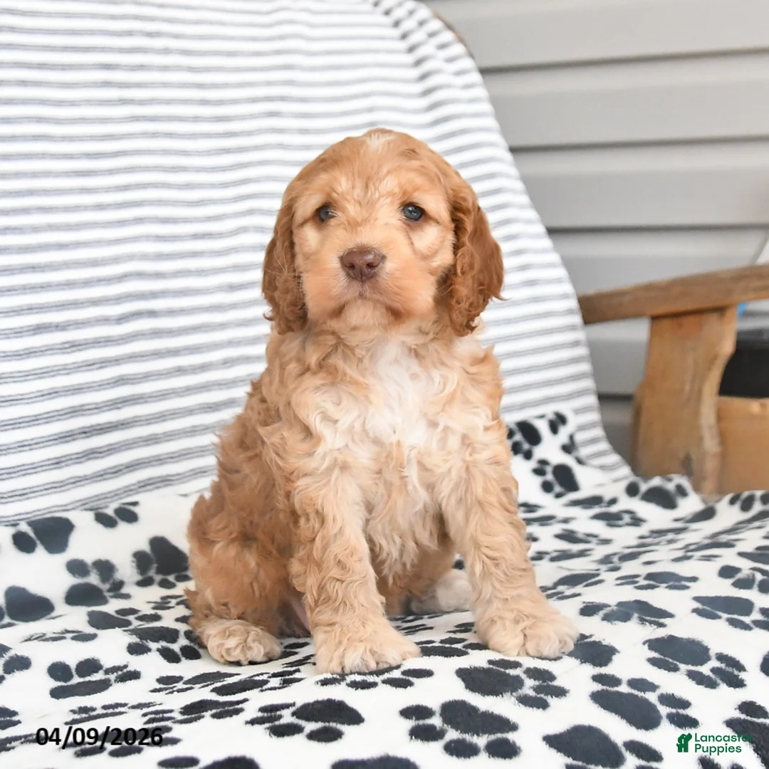 Mixed Breed dogs for sale: Polly - Ad 2