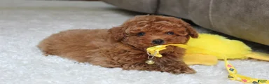 Tucker