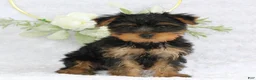 Yorkshire Terrier dogs for sale: Benny - Ad 3