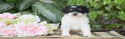 Miniature Poodle dogs for sale: Hank - Ad 3