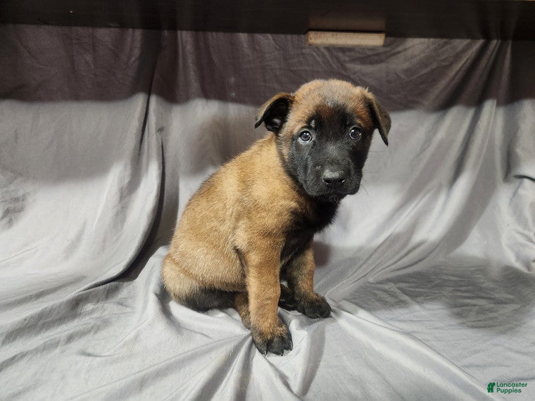 Belgian Malinois dogs Red - Ad 38