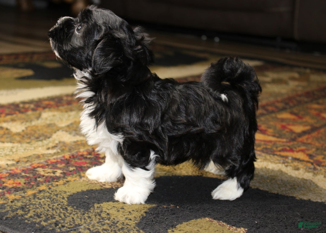 Havanese dogs for sale: Shilo - Ad 4