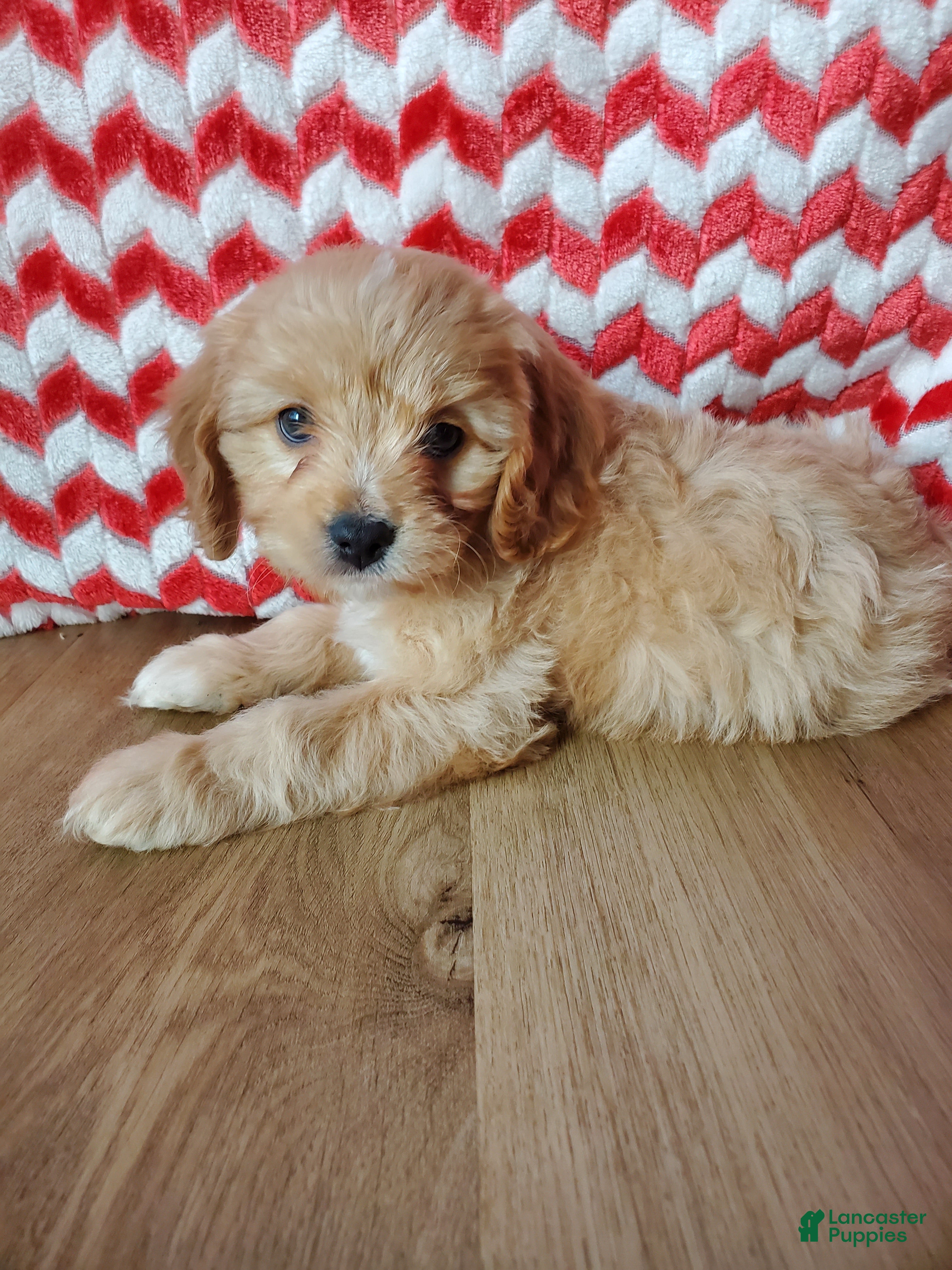 Cavachon dogs Tootsie Roll - Ad 19