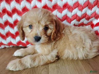 Cavachon dogs Tootsie Roll - Ad 19