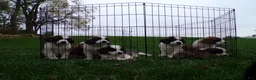 Saint Bernard dogs for sale: Ellie - Ad 5