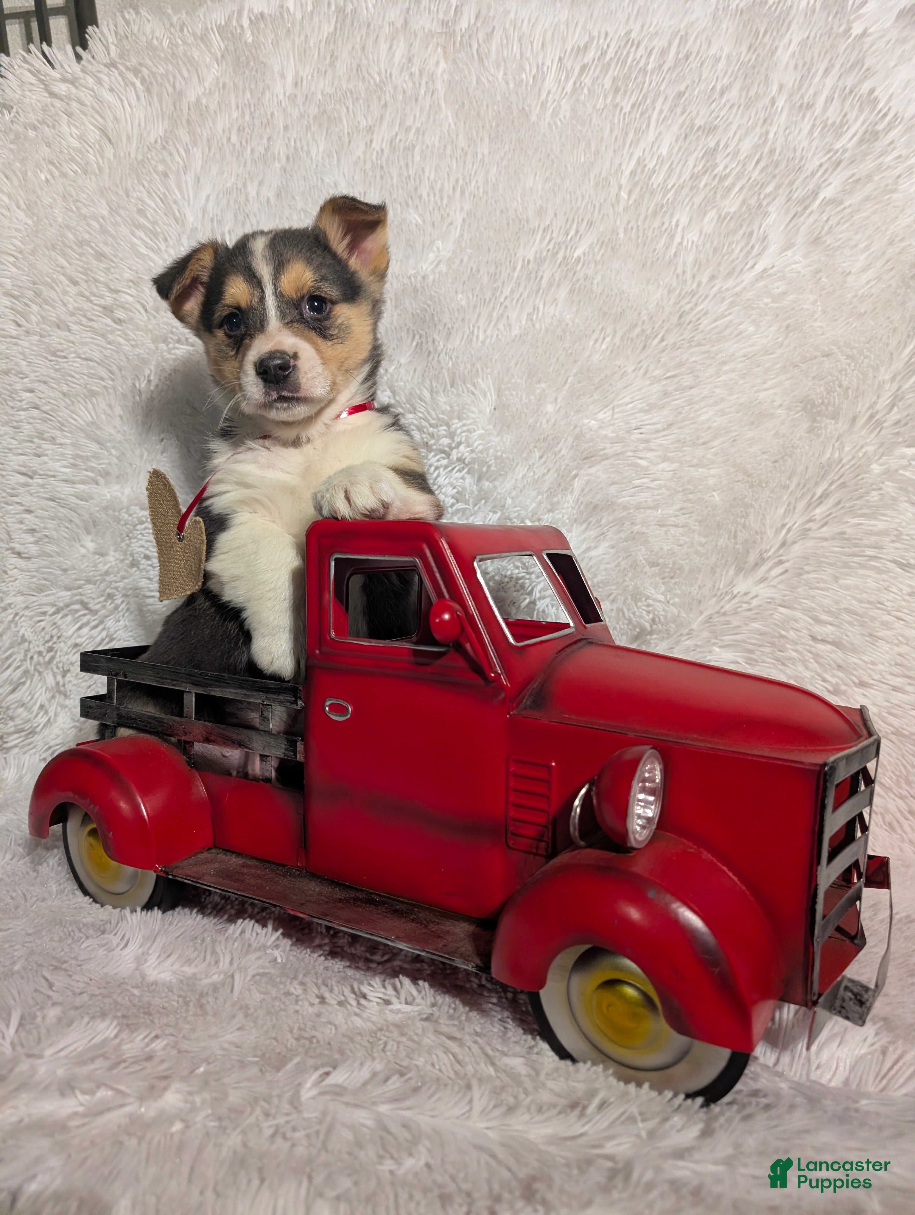 Welsh Corgi Pembroke dogs Milo  - Ad 26