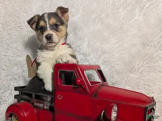 Welsh Corgi Pembroke dogs Milo - Ad 26