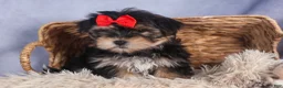 Morkie dogs for sale: Nash - Ad 15