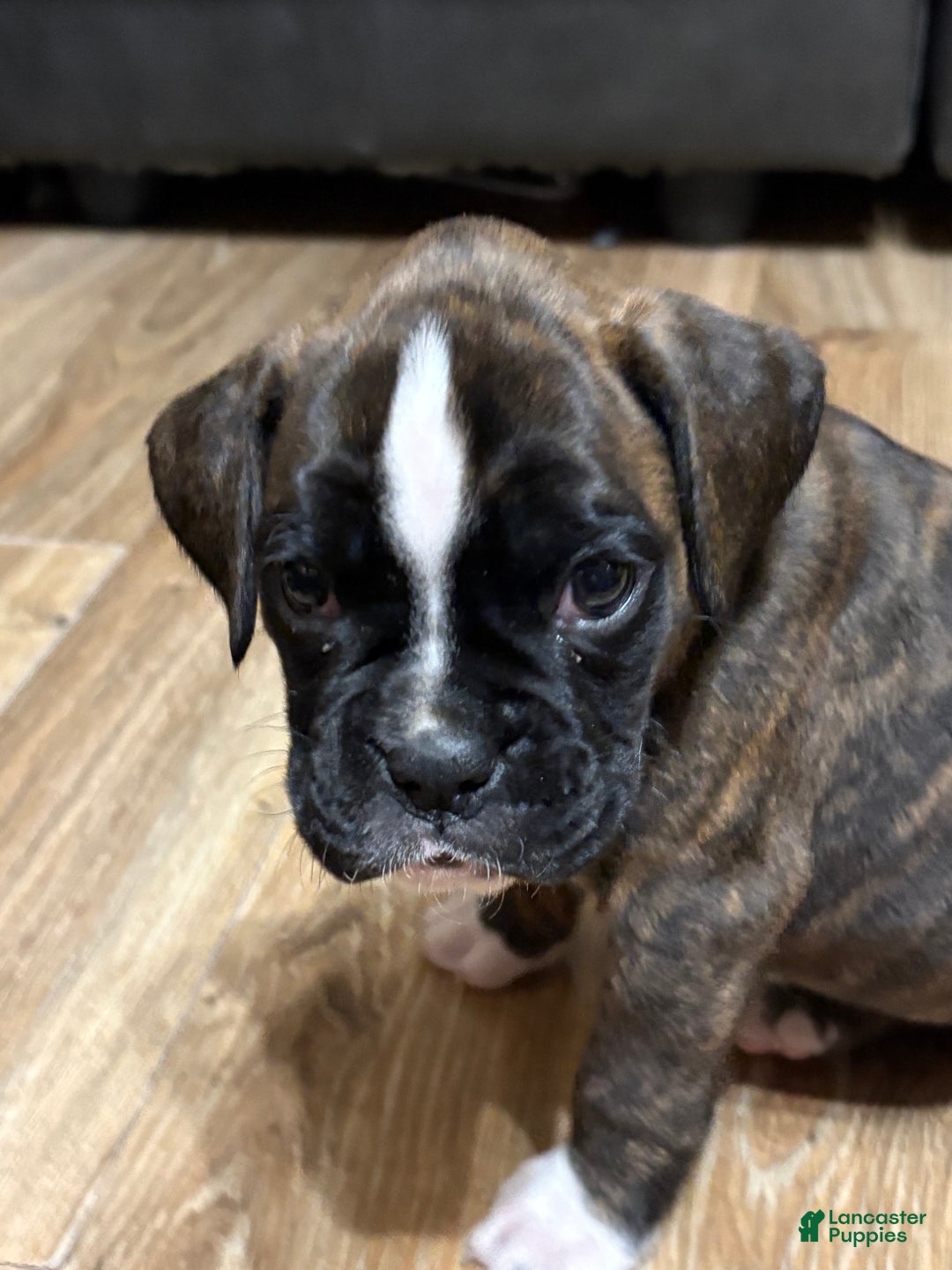 Boxer dogs for sale: Bella - Ad 3