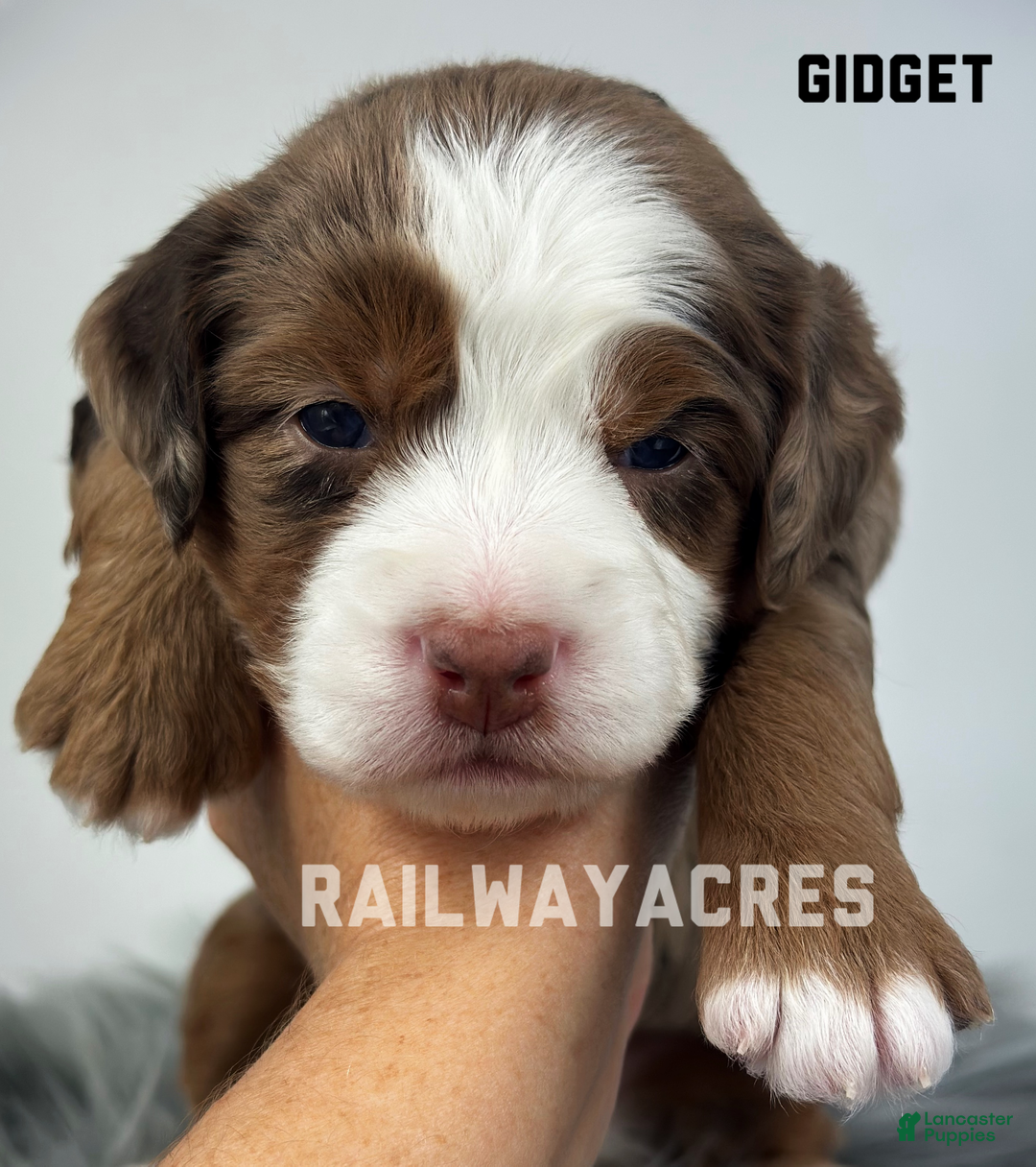 Mixed Breed dogs for sale: Gidget - Ad 1