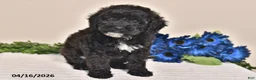 Miniature Poodle dogs for sale: Sparky - Ad 3