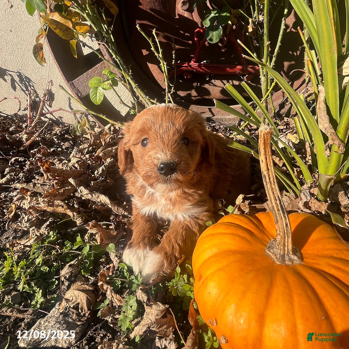 Mini Goldendoodle dogs Joy - Ad 19