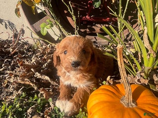 Mini Goldendoodle dogs Joy - Ad 21