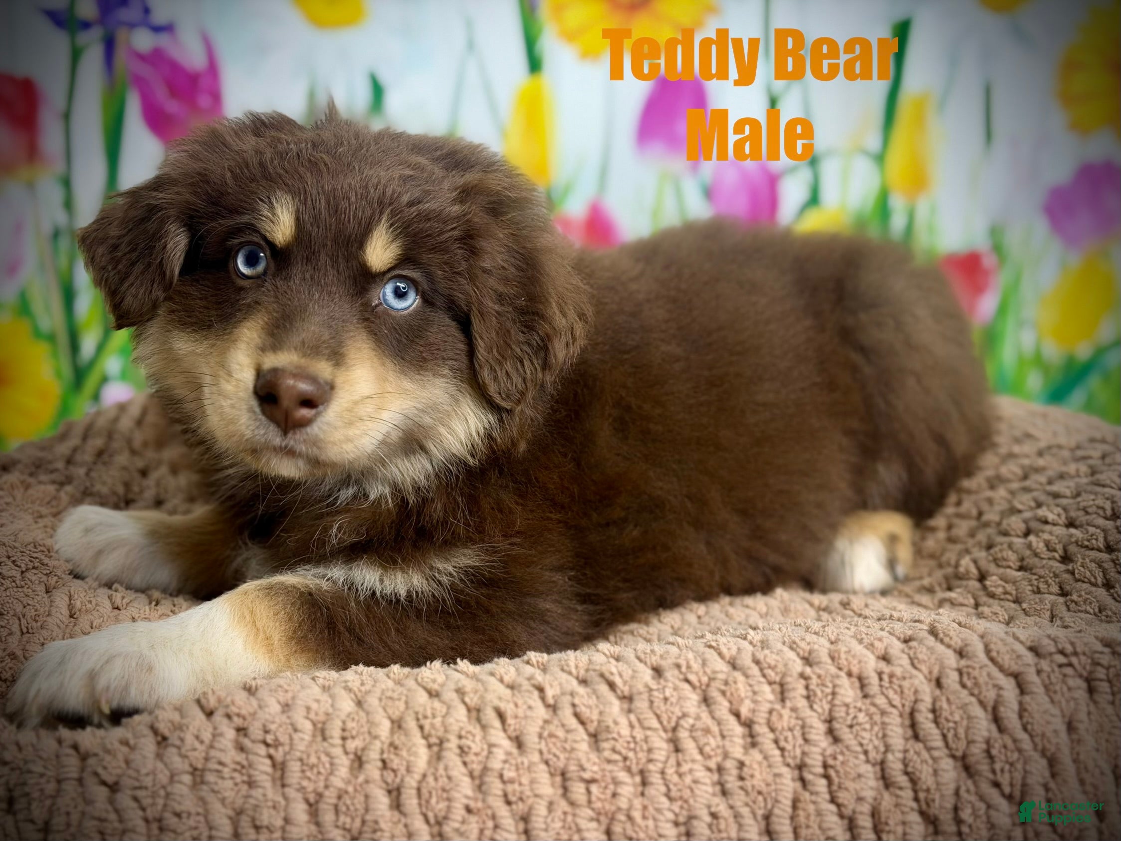 Australian Shepherd dogs Australian Shepherd Teddy Bear - Ad 1