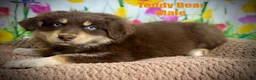Australian Shepherd dogs for sale: Australian Shepherd Teddy Bear - Ad 14