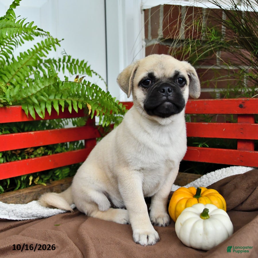 Mixed Breed dogs Snowball - Ad 2