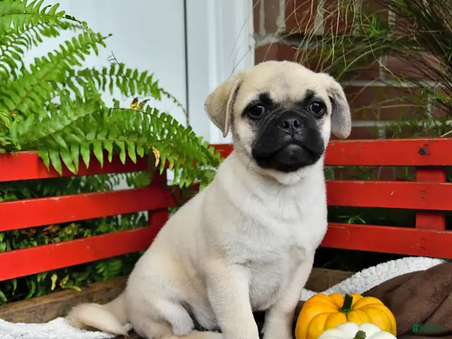 Mixed Breed dogs for sale: Snowball - Ad 2